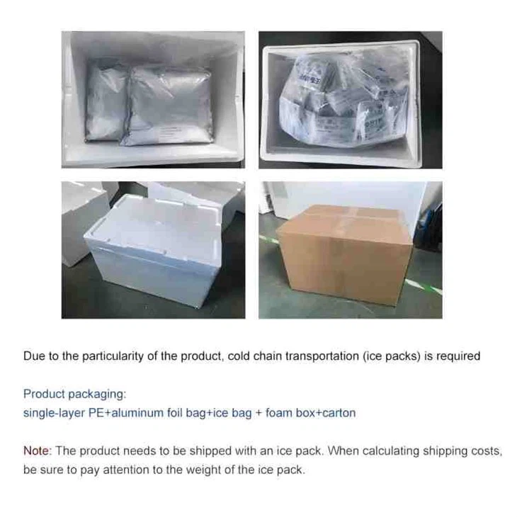 Lactobacillus Fermentum